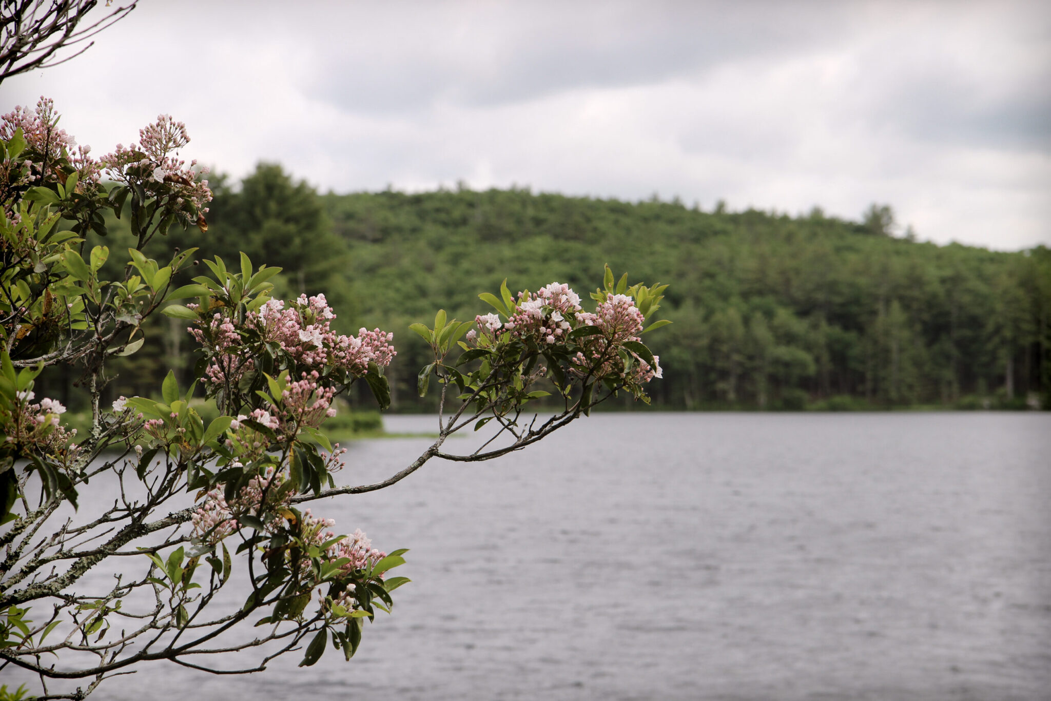 mountain laurel flowers in front of a lake