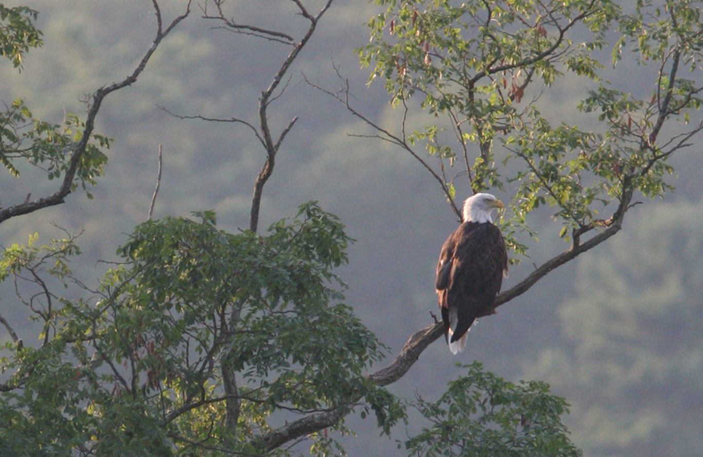 bald eagle sitting regally on tree branch